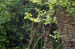 Weidenzaun 1