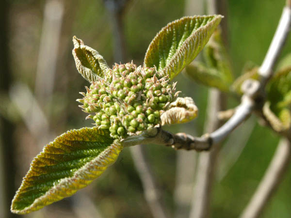 Knospen 1