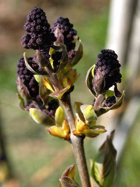 Knospen 2