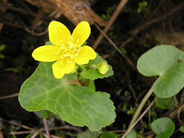 Sumpfdotterblume