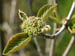 Knospen 1