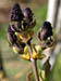 Knospen 2