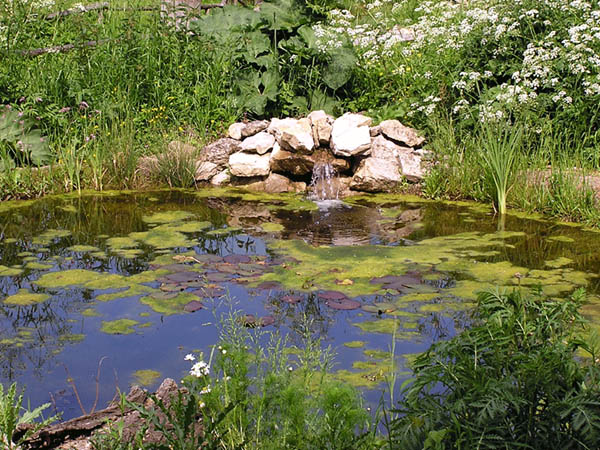 Teich 1