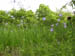 Wiese 3