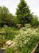 Wiese 4