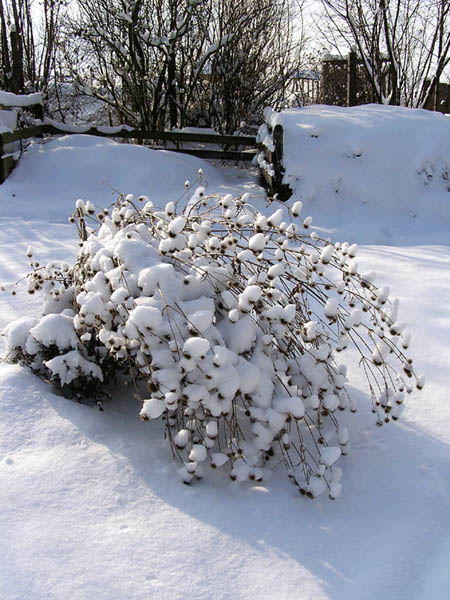 Strauch im Schnee