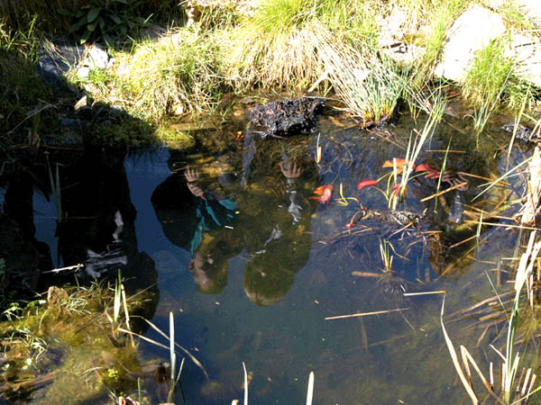 beobachten