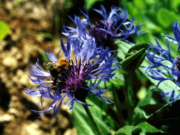 Flockenblume