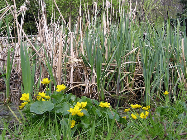 Sumpfdotterblume