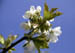 blaumeise