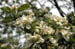 Apfelbl&uuml;te 2