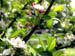 Apfelbl&uuml;te 3