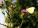 Distel & Zitronenfalter