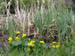 Sumpfdotterblume