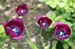 Tulpe 2
