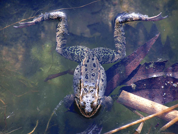 Frosch 2