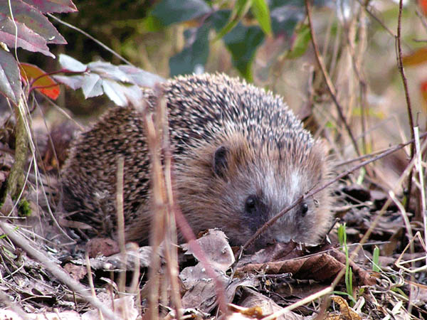 Igel 2