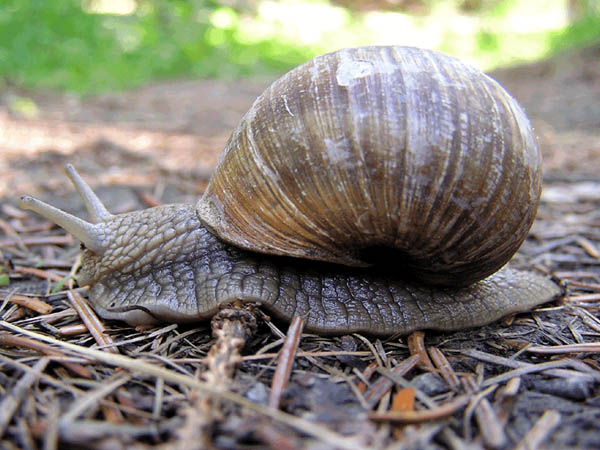 Schnecke