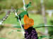 schmetterling